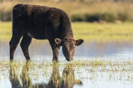 Calf grazing in the Marshes of the Ampurdan, Girona, Catalonia, Spain.の写真素材