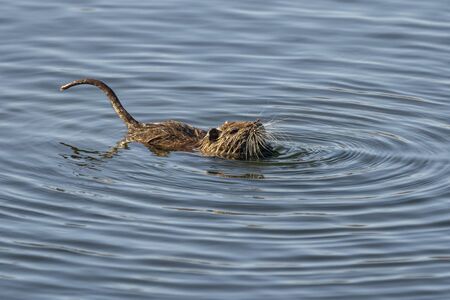 Water rat (arvicola sapidus) in the Natural Park of the Marshes of AmpurdÃ¡n, Girona, Catalonia,...