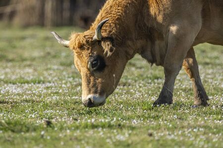 Cow grazing in the marshes of the Ampurdan, Girona, Catalonia, Spain.の写真素材