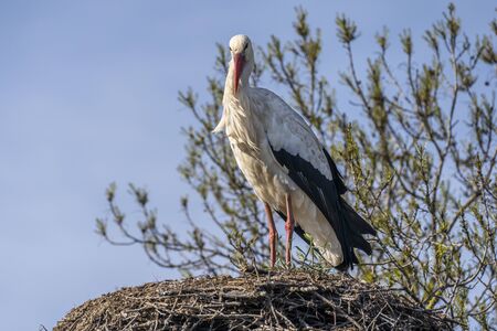 Stork (ciconia ciconia) in its nest in the Natural Park of the Marshes of AmpurdÃ¡n, Girona,...