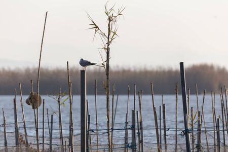 Black-headed gulls and sunset in Albufera of Valencia, Valencia, Spain.の写真素材