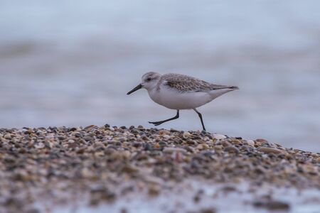 Dunlin (calidris alpina) in Saler beach, Valencia, Spainの写真素材