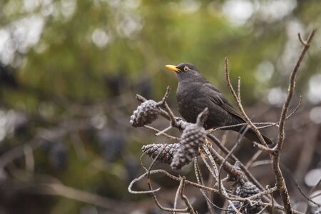 Blackbirds (turdus merula) on a pine with dried pineapples in Valencia, Spainの写真素材