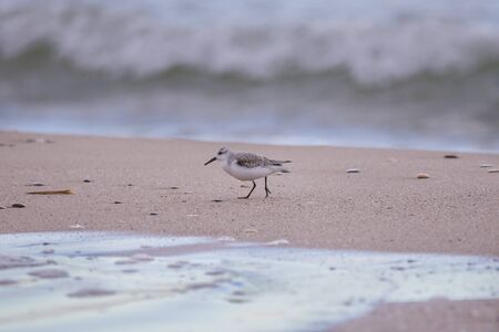 Dunlin (calidris alpina) in Saler beach, Valencia, Spain