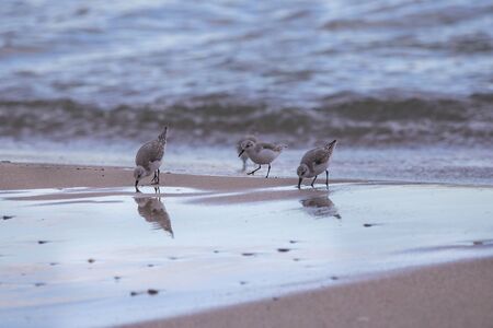 Group of dunlin (calidris alpina) in Saler beach, Valencia, Spainの写真素材