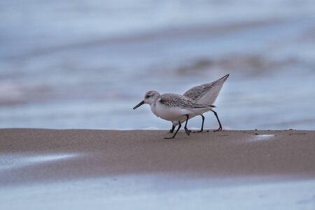 Couple of dunlin (calidris alpina) in Saler beach, Valencia, Spainの写真素材