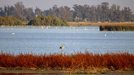 DoÃ±ana national park, Huelva, Andalusia, Spain.の写真素材