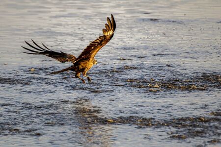 Black kites (milvus migrans) in National park of DoÃ±ana, Huelva, Andalusia, Spain.