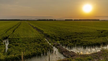 Sunset in a rice field of the Albufera de Valencia, Valencia, Spain.