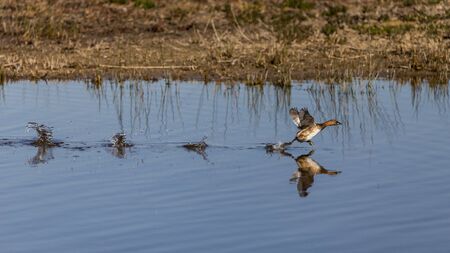 Little Grebe take off in llobregat delta, Catalonia, Spainの写真素材