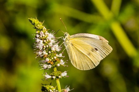 Butterfly on twig with many small flowers in nature.