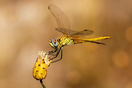 Dragonfly on small flower without petals in nature.の写真素材