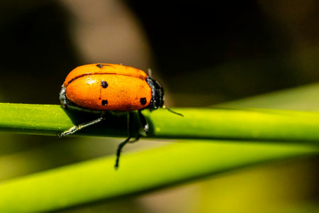 Orange ladybug on green branch in nature.