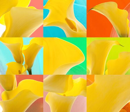 callas flowers backgroundの写真素材