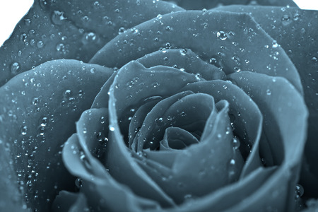 flowers backgroundsの写真素材