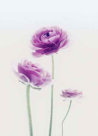 flowers backgrounds