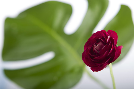 flower roses isolatedの写真素材