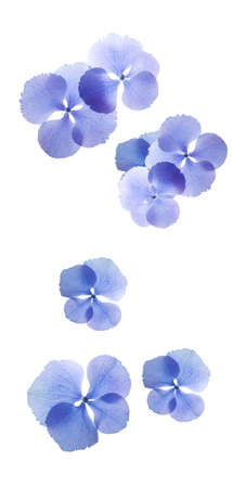 flowers backgrounds petalsの写真素材