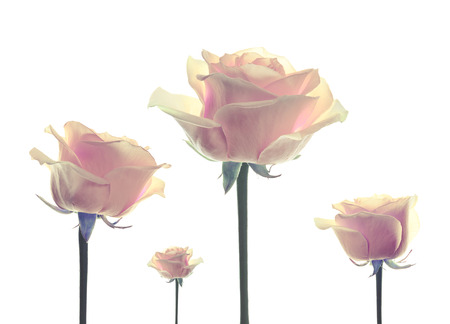 flower roses isolatedの写真素材