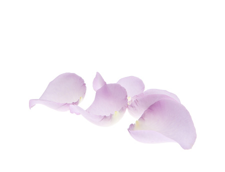 flower petals isolated on white backgroundの写真素材