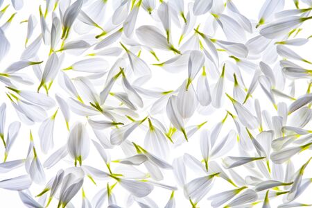 petals flower isolated on white backgroundの写真素材