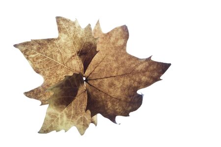 autumn leaf isolatedの写真素材