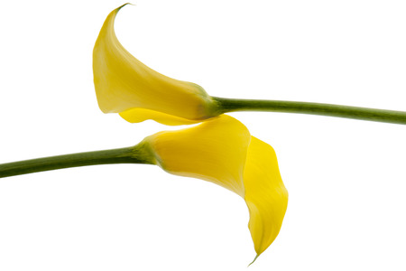 Callas flowers isolatedの写真素材