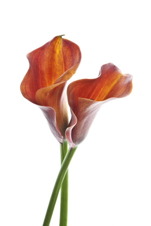 Callas flowers isolatedの写真素材