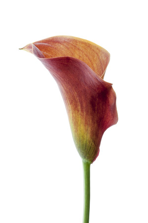 Callas flower isolatedの写真素材