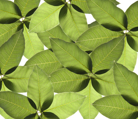 tea leaf isolated