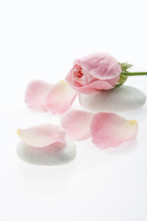 rose flowers isolated whit stonesの写真素材