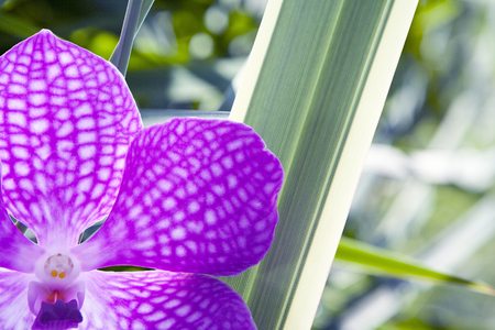 orchid flower backgroundの写真素材