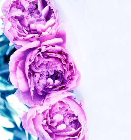 PEONIES FLOWERS BACKGROUNDの写真素材