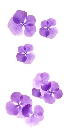 iris flowers isolated
