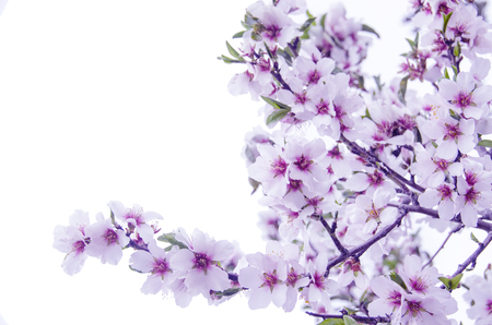 almond flower isolatedの写真素材