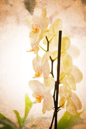 flowers vintageの写真素材