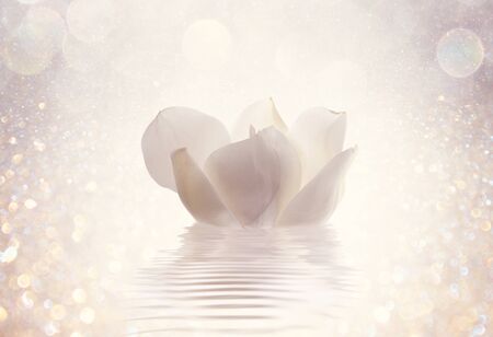 stones and flowers with waterの写真素材