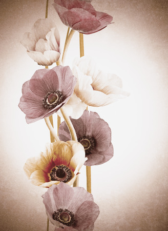 flowers isolated effect vintageの写真素材