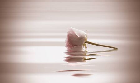 Spa roses in waterの写真素材