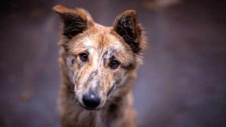 Close up brown dog Portrait