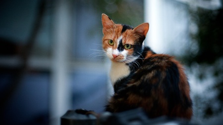 Portrait of stray cat.の写真素材
