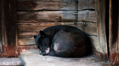 Street Dog  sleeping on the ground.
の写真素材