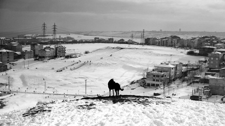 Dog  standing  on the hill. - Black and whiteの写真素材