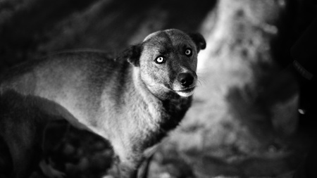 Black and white dog Portraitの写真素材