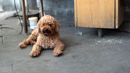 Brown curly dog laying down on the ground の写真素材