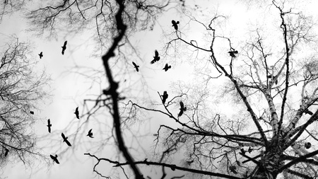 Black and white trees and birdsの写真素材