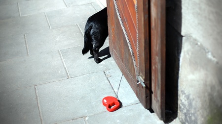Black dog waiting for his owner on the gate.の写真素材