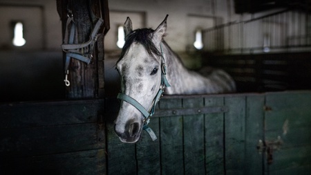 White horse in the barn in Polandの写真素材