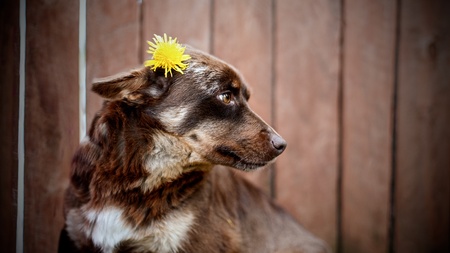 Portrait of dog with wooden background of surface bokeh の写真素材