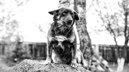 Black and white portrait of dog with bokeh backgroundの写真素材
